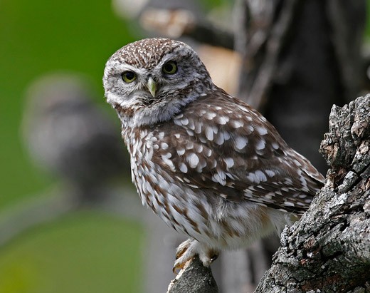chouette chevêche d'Athéna posée sur une branche