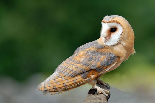 chouette éffraie posée