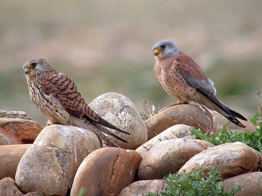 Deux faucons crécerellette posés sur des galets